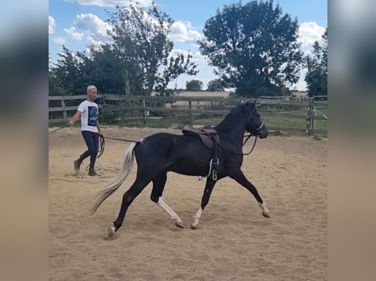 Meer ponys/kleine paarden Ruin 4 Jaar 123 cm Zwart in Rechnitz