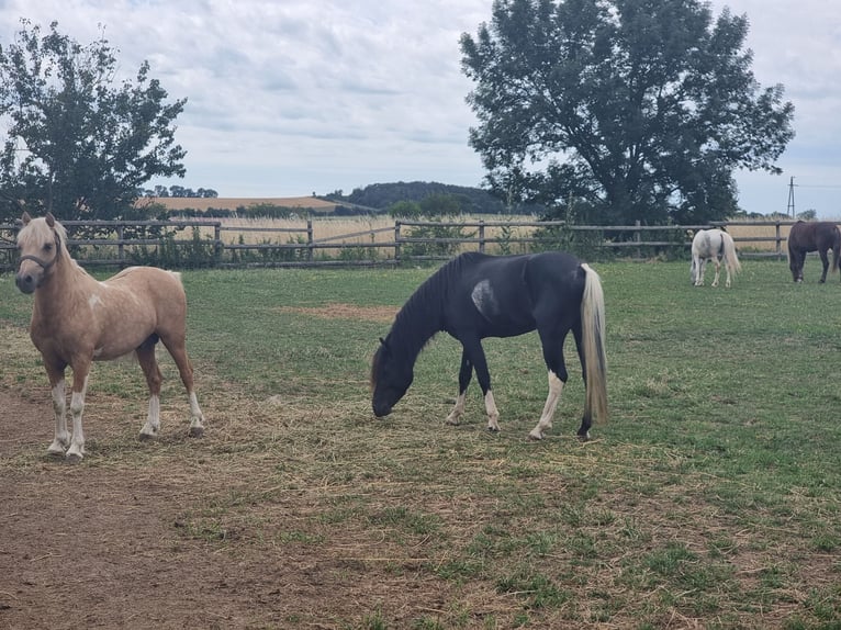 Meer ponys/kleine paarden Ruin 4 Jaar 123 cm Zwart in Rechnitz