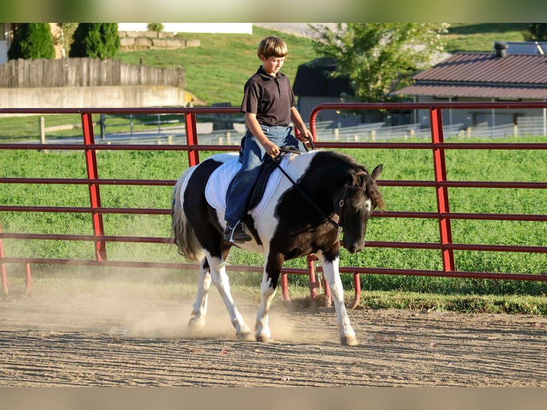 Meer ponys/kleine paarden Ruin 4 Jaar 124 cm Gevlekt-paard in Fresno