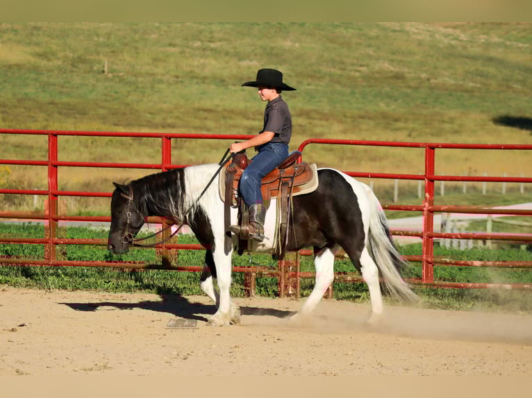 Meer ponys/kleine paarden Ruin 4 Jaar 124 cm Gevlekt-paard in Fresno