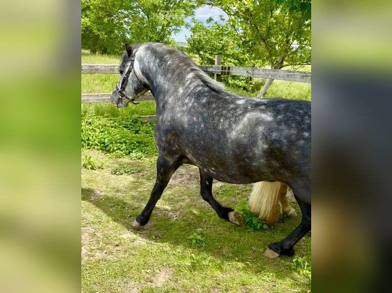 Meer ponys/kleine paarden Ruin 4 Jaar 130 cm Appelschimmel in Rechnitz