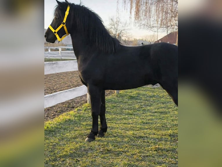 Meer ponys/kleine paarden Ruin 4 Jaar 130 cm Zwart in Rechnitz
