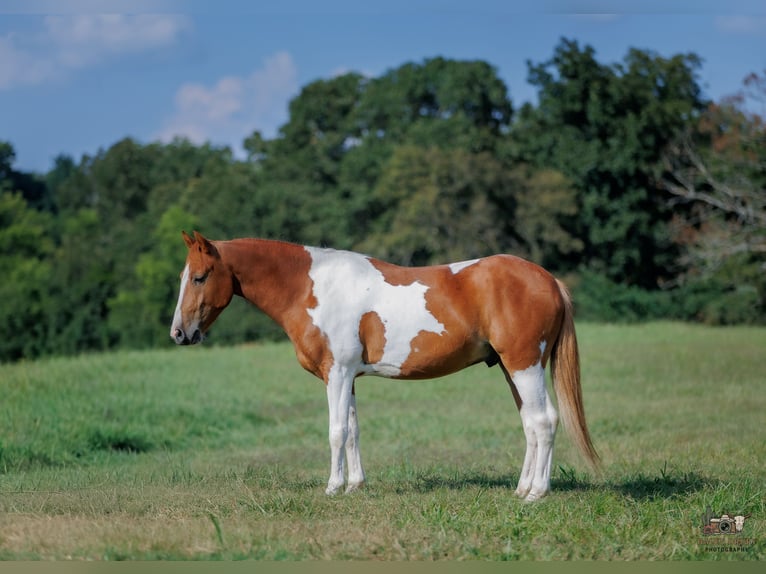 Meer ponys/kleine paarden Ruin 4 Jaar 132 cm Gevlekt-paard in Auburn