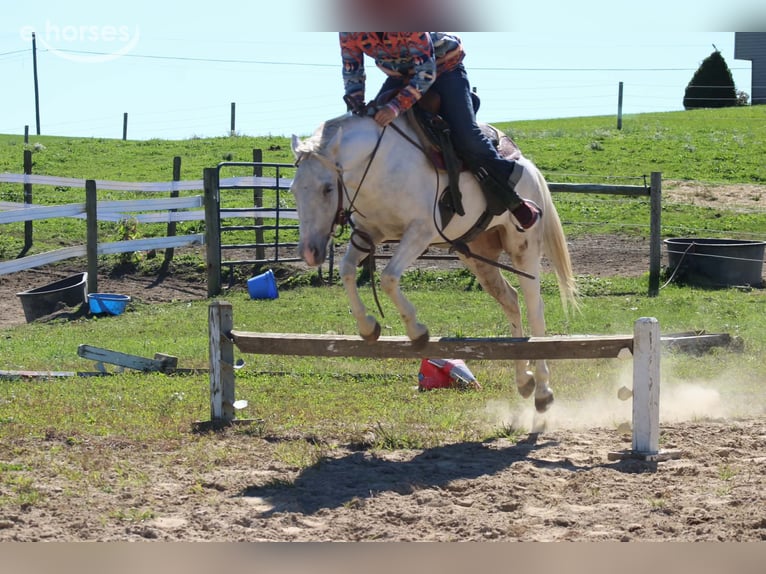 Meer ponys/kleine paarden Ruin 4 Jaar 132 cm Schimmel in Derry