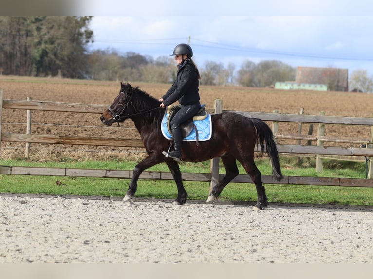 Meer ponys/kleine paarden Ruin 4 Jaar 133 cm Bruin in Pepingen
