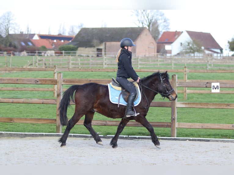 Meer ponys/kleine paarden Ruin 4 Jaar 133 cm Bruin in Pepingen