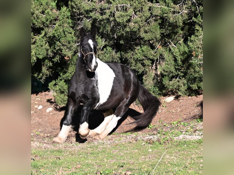 Meer ponys/kleine paarden Ruin 4 Jaar 135 cm Gevlekt-paard in Eyragues