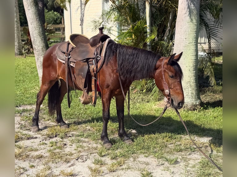 Meer ponys/kleine paarden Ruin 4 Jaar 135 cm Roodbruin in Loxahatchee