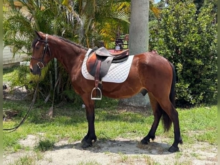 Meer ponys/kleine paarden Ruin 4 Jaar 135 cm Roodbruin in Loxahatchee