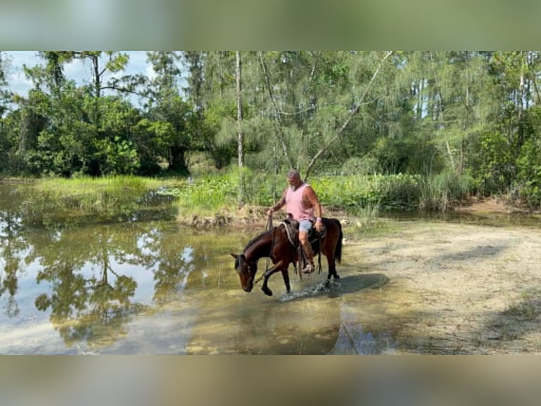 Meer ponys/kleine paarden Ruin 4 Jaar 135 cm Roodbruin in Loxahatchee