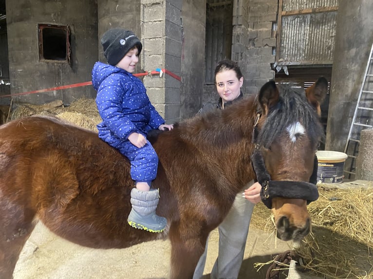 Meer ponys/kleine paarden Ruin 4 Jaar 136 cm Bruin in St Stefan im Rosental