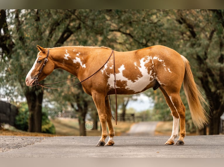 Meer ponys/kleine paarden Ruin 4 Jaar 137 cm Gevlekt-paard in Lebanon