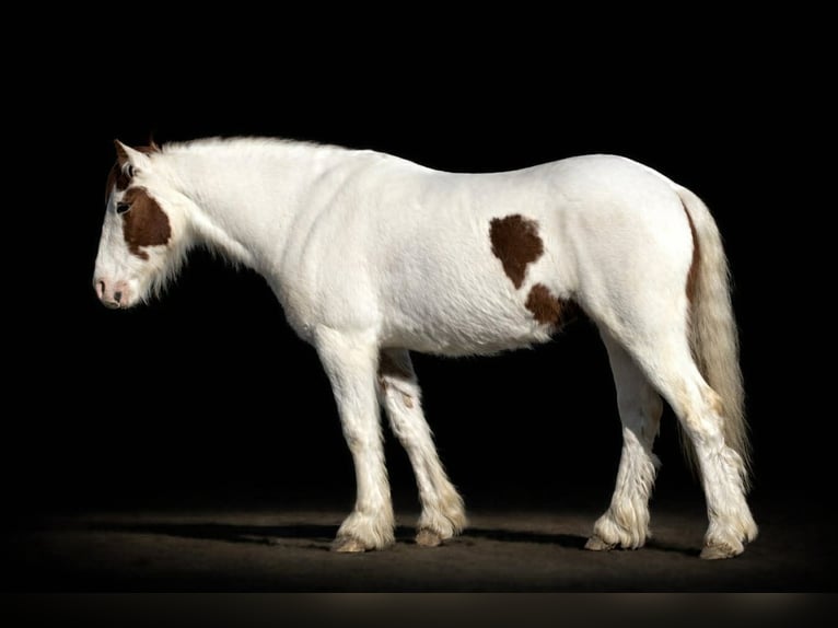 Meer ponys/kleine paarden Ruin 4 Jaar 137 cm Gevlekt-paard in Princeton