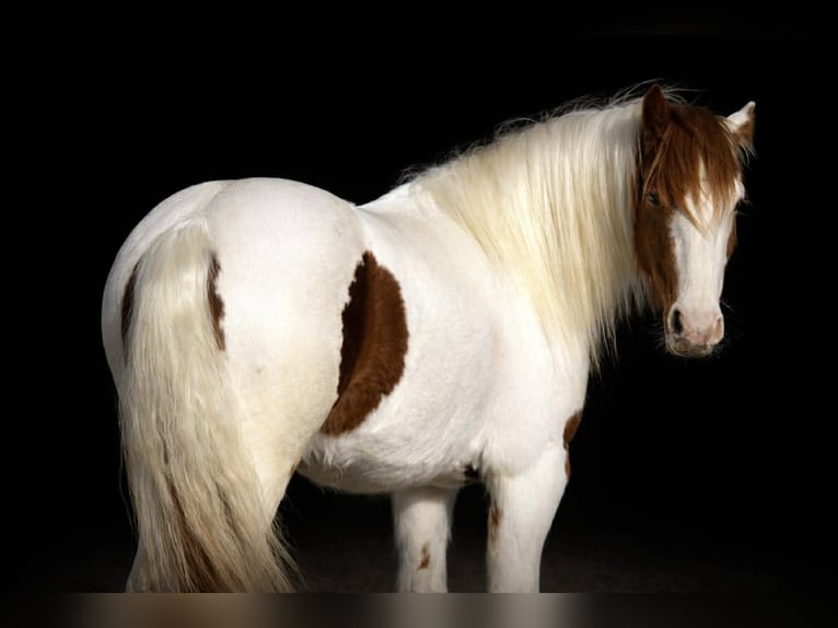 Meer ponys/kleine paarden Ruin 4 Jaar 137 cm Gevlekt-paard in Princeton