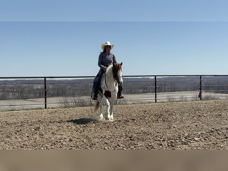 Meer ponys/kleine paarden Ruin 4 Jaar 137 cm Gevlekt-paard in Princeton
