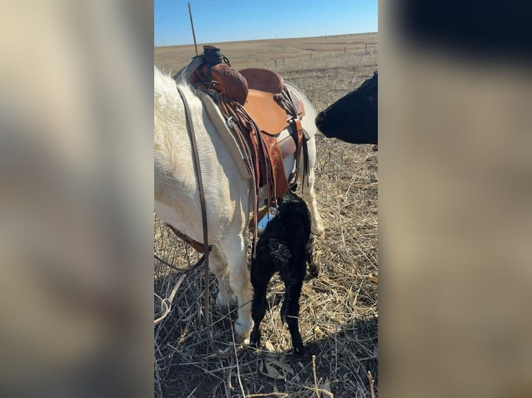 Meer ponys/kleine paarden Ruin 4 Jaar 137 cm Gevlekt-paard in Princeton
