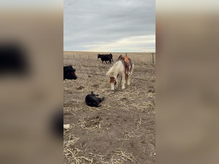 Meer ponys/kleine paarden Ruin 4 Jaar 137 cm Gevlekt-paard in Princeton