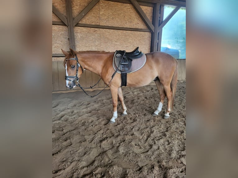 Meer ponys/kleine paarden Ruin 4 Jaar 137 cm Vos in Springe