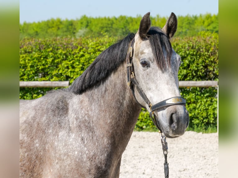 Meer ponys/kleine paarden Ruin 4 Jaar 138 cm Schimmel in Neustadt (Wied)