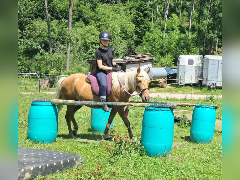 Meer ponys/kleine paarden Ruin 4 Jaar 140 cm Palomino in Bayerbach