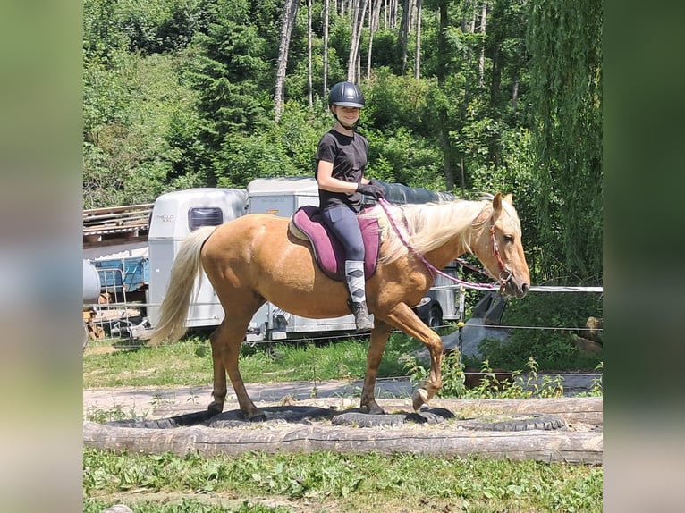 Meer ponys/kleine paarden Ruin 4 Jaar 140 cm Palomino in Bayerbach