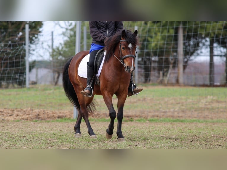 Meer ponys/kleine paarden Ruin 4 Jaar 140 cm Roodbruin in Shipshewana
