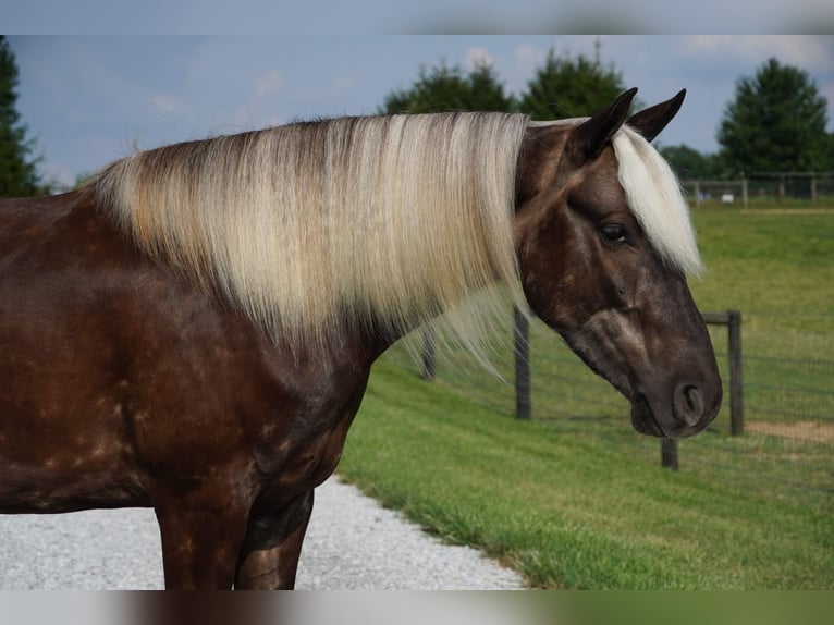 Meer ponys/kleine paarden Ruin 4 Jaar 140 cm  in Fredericksburg