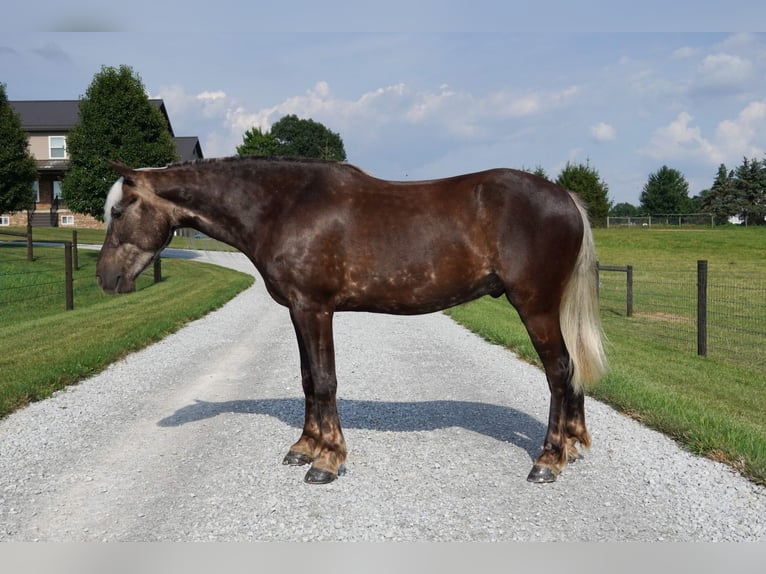 Meer ponys/kleine paarden Ruin 4 Jaar 140 cm  in Fredericksburg