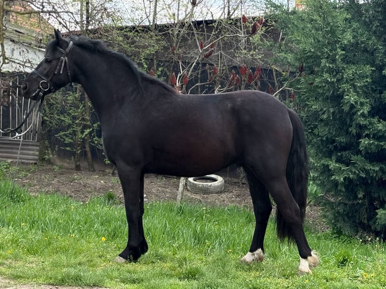 Meer ponys/kleine paarden Ruin 4 Jaar 140 cm Zwart in B&#xE9;k&#xE9;s
