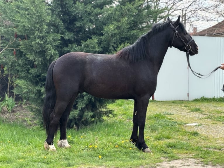 Meer ponys/kleine paarden Ruin 4 Jaar 140 cm Zwart in B&#xE9;k&#xE9;s