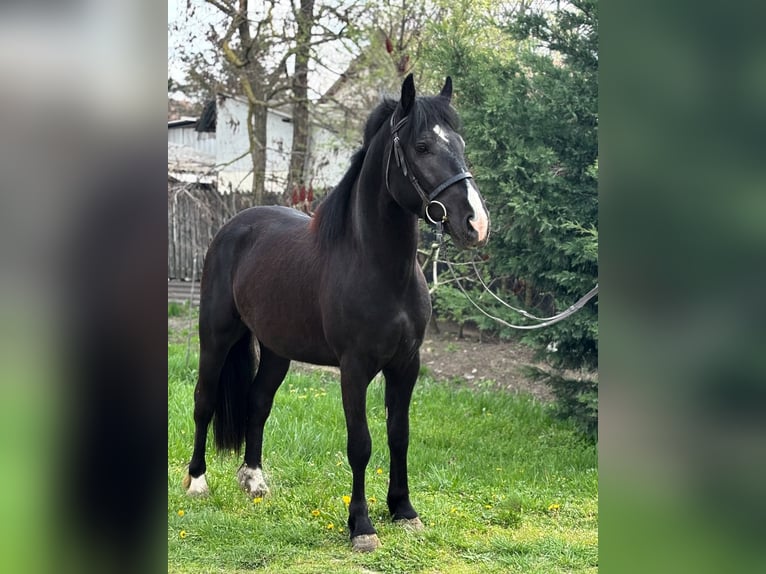 Meer ponys/kleine paarden Ruin 4 Jaar 140 cm Zwart in B&#xE9;k&#xE9;s