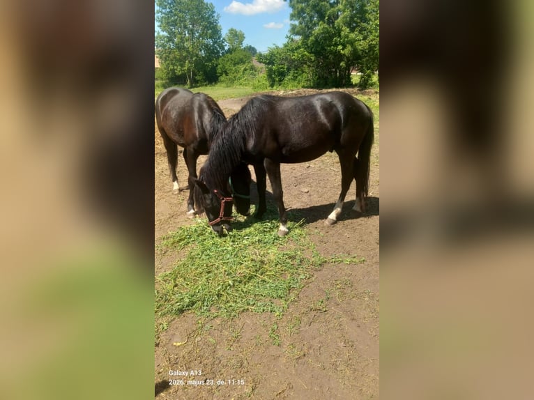 Meer ponys/kleine paarden Mix Ruin 4 Jaar 140 cm Zwart in Bad Saulgau
