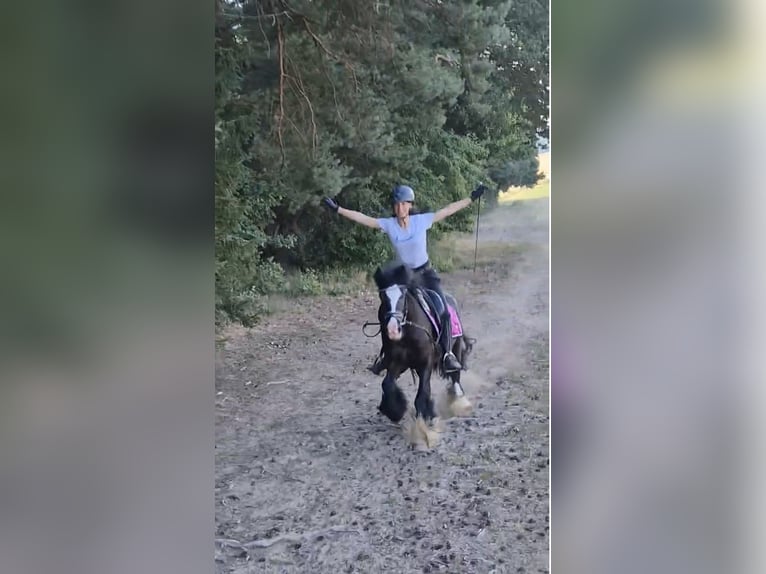 Meer ponys/kleine paarden Ruin 4 Jaar 140 cm Zwart in Bexbach