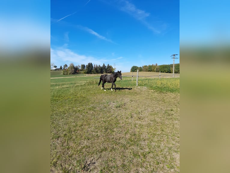 Meer ponys/kleine paarden Mix Ruin 4 Jaar 142 cm Zwart in Bad Saulgau