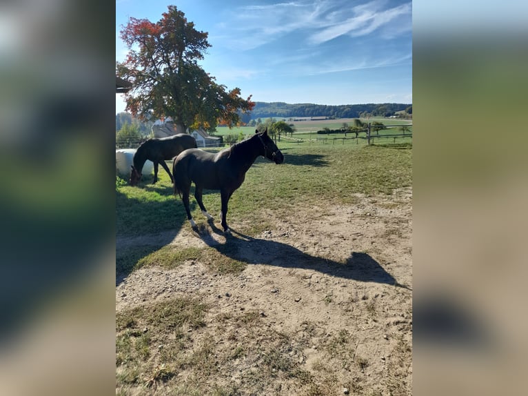 Meer ponys/kleine paarden Mix Ruin 4 Jaar 142 cm Zwart in Bad Saulgau