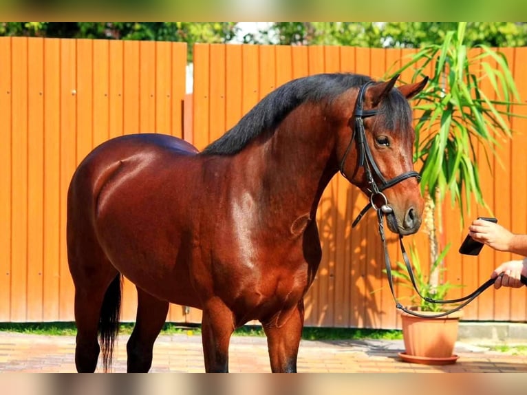 Meer ponys/kleine paarden Ruin 4 Jaar 143 cm Bruin in B&#xE9;k&#xE9;scsaba