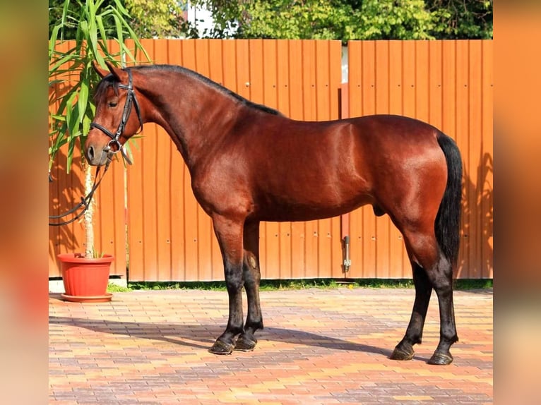 Meer ponys/kleine paarden Ruin 4 Jaar 143 cm Bruin in B&#xE9;k&#xE9;scsaba