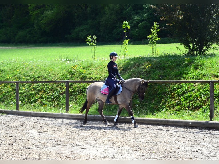 Meer ponys/kleine paarden Ruin 4 Jaar 143 cm Falbe in Wellheim