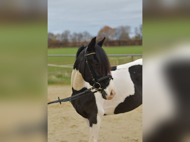 Meer ponys/kleine paarden Ruin 4 Jaar 143 cm Gevlekt-paard in Geilenkirchen