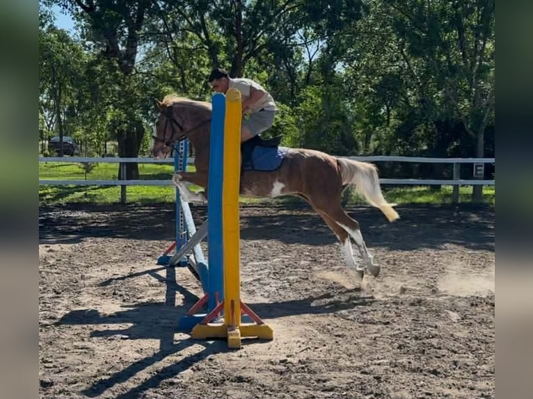 Meer ponys/kleine paarden Ruin 4 Jaar 143 cm Roan-Red in Békéscsaba