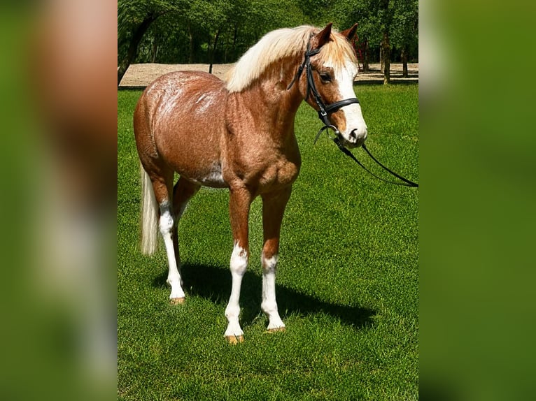 Meer ponys/kleine paarden Ruin 4 Jaar 143 cm Roan-Red in Békéscsaba