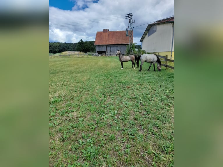 Meer ponys/kleine paarden Mix Ruin 4 Jaar 144 cm Brown Falb schimmel in Bad Saulgau