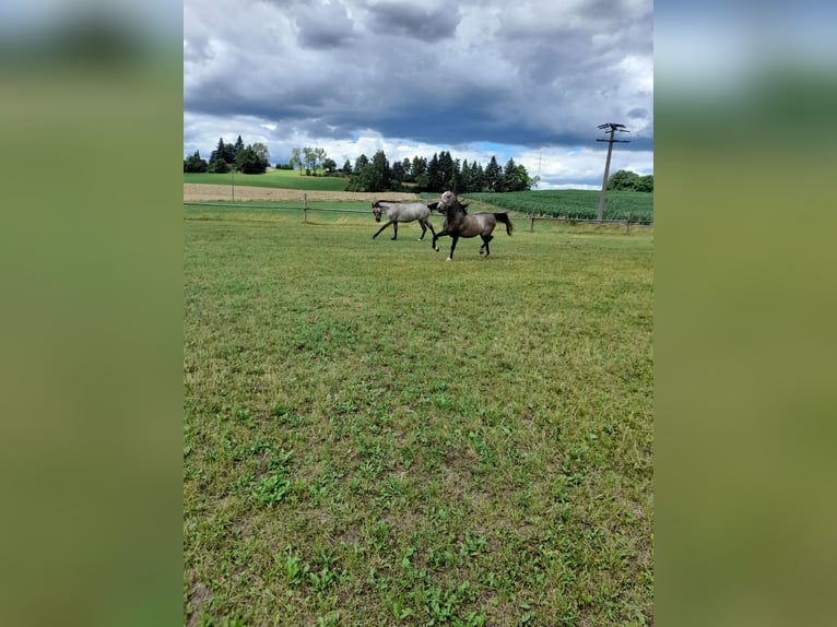 Meer ponys/kleine paarden Mix Ruin 4 Jaar 144 cm Brown Falb schimmel in Bad Saulgau
