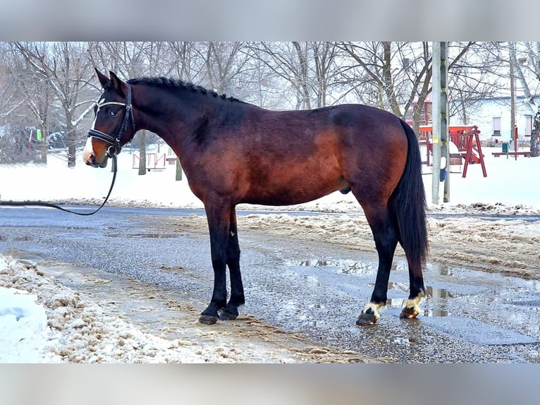 Meer ponys/kleine paarden Ruin 4 Jaar 145 cm Bruin in Békéscsaba