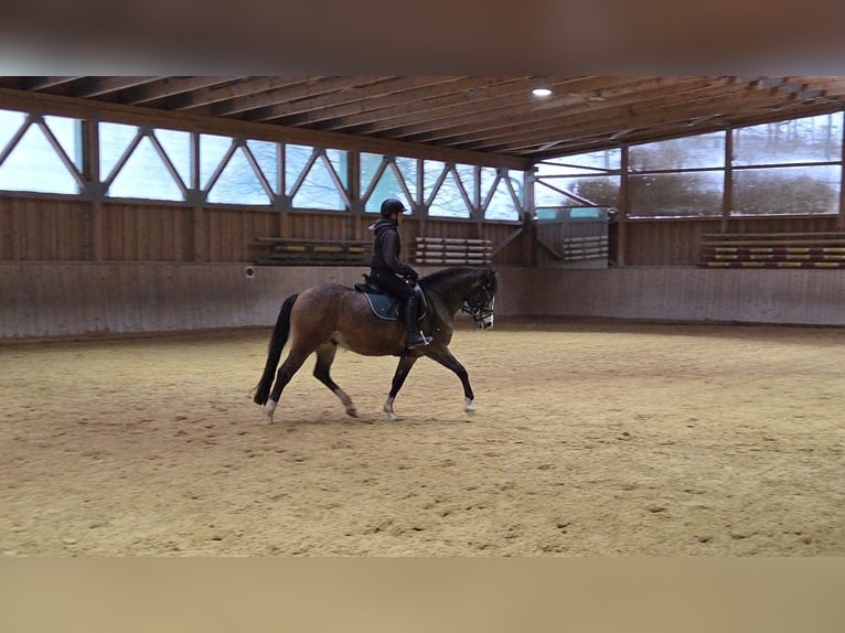 Meer ponys/kleine paarden Mix Ruin 4 Jaar 145 cm Buckskin in Fischbachau