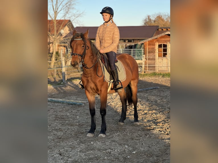 Meer ponys/kleine paarden Ruin 4 Jaar 145 cm Lichtbruin in Uttendorf