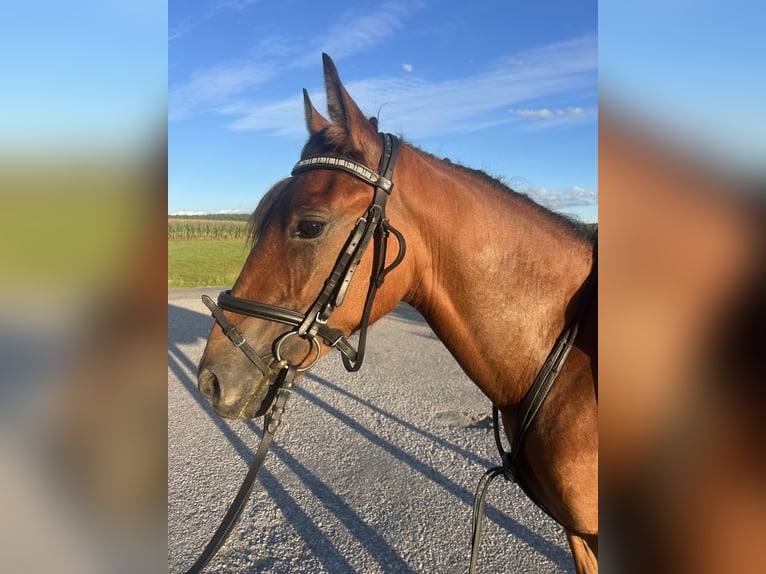 Meer ponys/kleine paarden Ruin 4 Jaar 145 cm Lichtbruin in Uttendorf