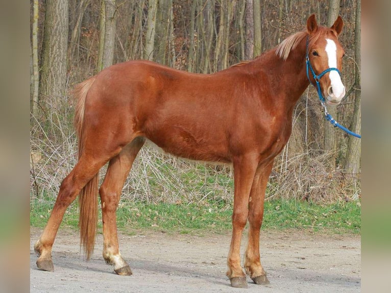 Meer ponys/kleine paarden Ruin 4 Jaar 145 cm Vos in SumetendorfReinersdorf