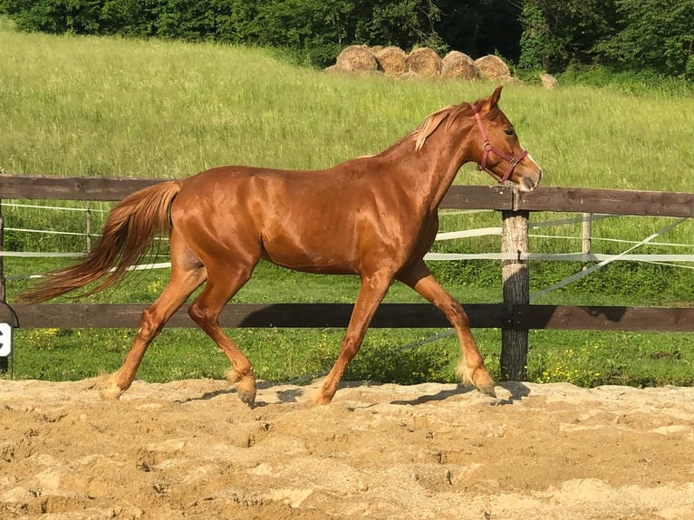 Meer ponys/kleine paarden Ruin 4 Jaar 145 cm Vos in SumetendorfReinersdorf