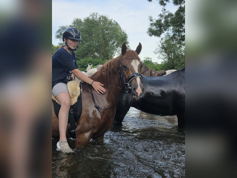 Meer ponys/kleine paarden Ruin 4 Jaar 146 cm Vos in Hennef